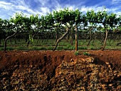Bodenprofil von dem berühmten Terra Rossa-Boden (lehmiger Ton) auf einem Kalksteinboden in einem Weinberg in Coonawarra, Südaustralien