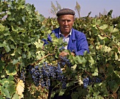 Cabernet-Sauvignon-Lese in Malpica de Tajo bei Toledo,Spanien