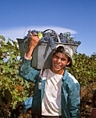 Zufriedener Helfer der Weinlese in Tupungato, Westargentinien