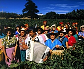 Eröffnungsfeier der Weinlese im Barossa Valley, Südaustralien