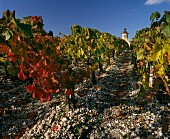 Herbstlicher Weinberg des Château Cos d'Estournel, Bordeaux