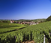 Der Weinort Fuisse, Teil der Spitzenappellation des Maconnais