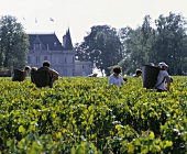 Merlot-Lese im Weinberg des Château Palmer, Margaux, Bordeaux