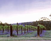 Frühlingsblüte im Weinberg von Pikes, Clare Valley,Australien