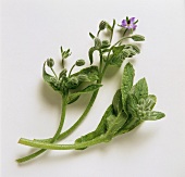 Borage with Blossoms