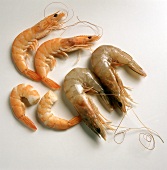 Two Cooked and Two Uncooked Shrimp
