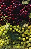Green and Red Grapes with Leaves