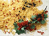 White Currants with a Branch of Red Currants