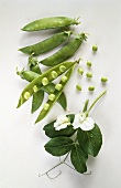 Pea Pods with Peas and a Green Pea Blossoms