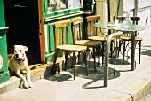 Hund wacht am Eingang eines Pariser Strassencafes