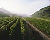 Morgendunst über herbstlichem Weinberg am Kaiserstuhl, Baden