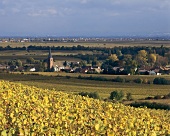 Herbstlicher Riesling-Weinberg Ungeheuer oberhalb Forst,Pfalz