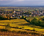 Herbstliche Riesling-Weinberge bei Deidesheim in der Pfalz