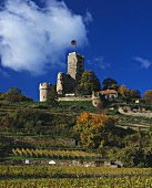 Schloss Wachenheim oberhalb seines Weinbergs,Wachenheim,Pfalz