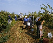 Frauen bei der Weinlese in der Region Sukhindol,Nordbulgarien