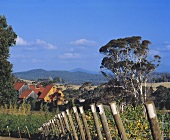 Weingut Heemskerk, anteilig im Besitz von Roederer, Tasmanien