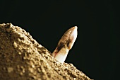 An asparagus spear pushes through the soil