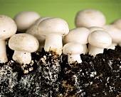 Champignon Mushrooms with Dirt