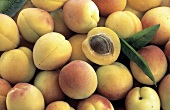 Reife Aprikosen, eine halbierte Aprikose (Ausschnitt)