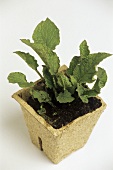Comfrey plant in pot