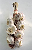 Braid of Fresh Garlic Bulbs