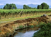Bewässerungskanal an der Vina San Pedro in Molina, Chile