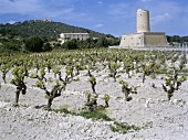 Weinberg mit Merlot-Rebstöcken, Porreres, Mallorca