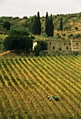Antinori's vineyards at Passignano, Chianti, Tuscany, Italy