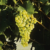 Chardonnay grapes in the evening light