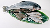Fischstillleben: Lachs, Saibling, Scholle & Forellen