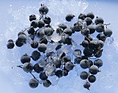 Frozen Black Currants on Ice