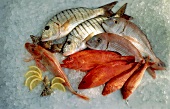Assorted saltwater Fish on Ice