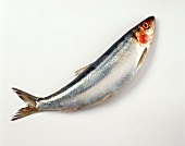 A Whole Herring