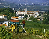Weinlese oberhalb von Villie-Morgon, Beaujolais, Burgund