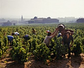 Weinlese für Beaujolais Cru bei Chenas in Burgund, Frankreich