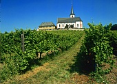 Die Spitzenlage Domdechaney unterhalb Hochheim (Rheingau)