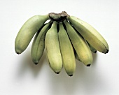 Bunch of Green Baby Bananas