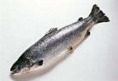 Whole Salmon