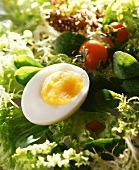 Ein halbes gekochtes Ei auf Blattsalaten mit Cocktailtomaten