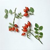 Rose-Hips with Branches