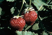 Zwei Erdbeeren hängen an Pflanze