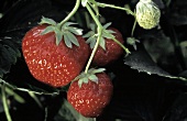Three Strawberries on a Strawberry Plant