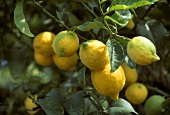 Lemons on a Lemon Tree