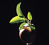 Single Red Apple with Leaves