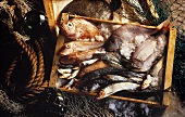 Assorted Salt Water Fish in a Box; Fish Nets