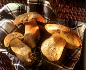 Three Ceps with Moss on a Dish Towel