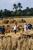 Farmers Outside Working in a Rice Field