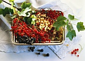Assorted Currants in a Tray