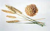 Pile of Wheat Grains; Wheat Ears