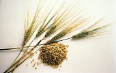 Barley Ears and a Pile of Barley Grains